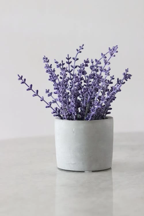 lavendel